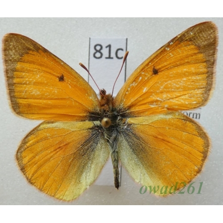 Colias lesbia pyrothea  Hübn., 1823 male Argentina81c